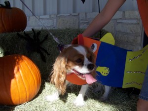 Halloween Pet Contest 7