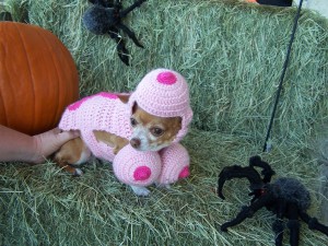Halloween Pet Contest Winner 3