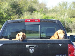Pets in Truck