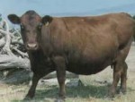 pregnant cow pregnant cow e1325602877111 Time of Feeding Influences Time of Calving