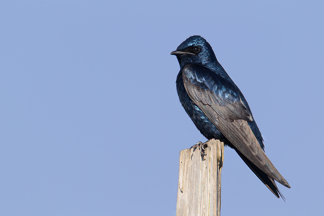 image gallery purple martin image gallery purple martin