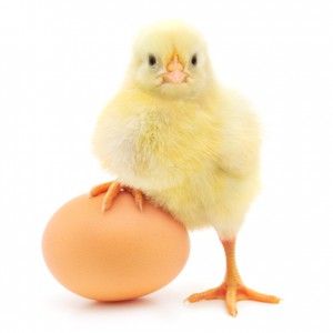 Baby Chick Arrive :: New Braunfels Feed &amp; Supply