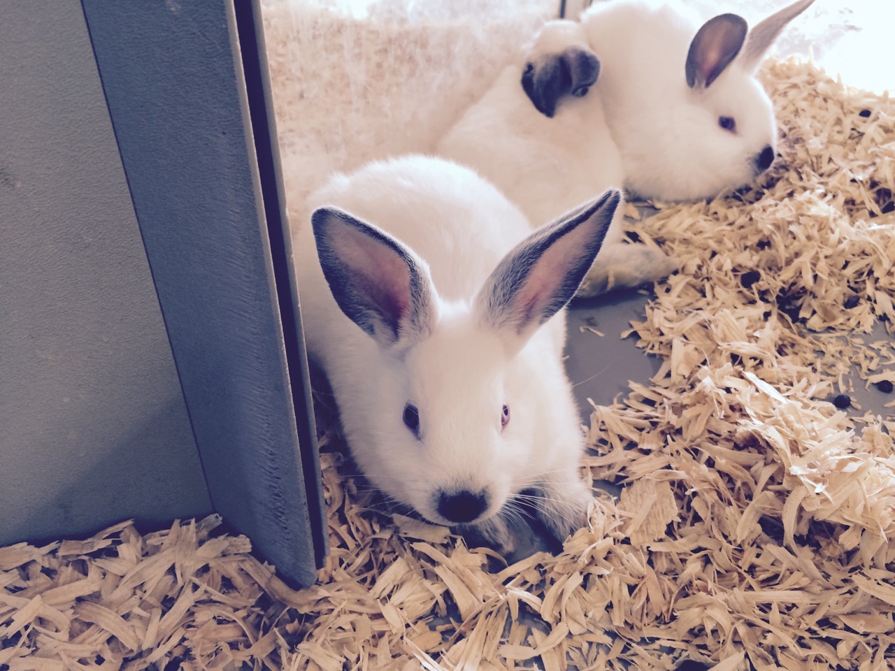 rabbits and ferrets New Braunfels Feed & Supply