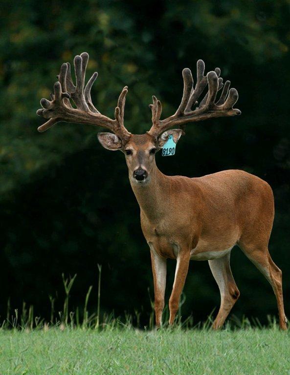 Central Texas Hunting And Wildlife Feed And Deer Supplies New