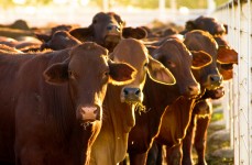 Preparing Livestock for Hurricanes