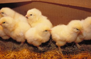 baby_chicks222