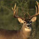 Deer Health and Nutrition Tips during Antler Growth Season