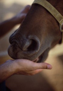 seasonal changes in what horses eat