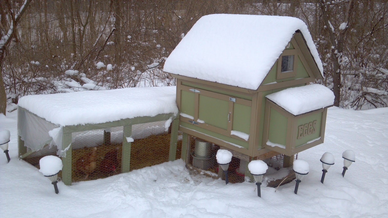 Alan's Answers: How do you keep your chicken coop warm? - New Braunfels  Feed & Supply