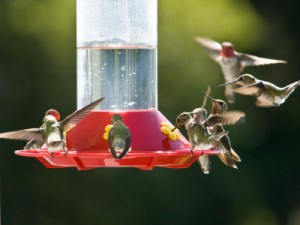 summer bird tips