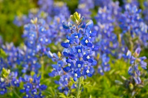 Planting Wildflowers