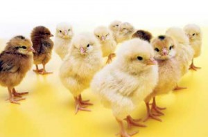 baby chicks 3