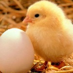 chick and egg