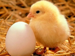 chick and egg