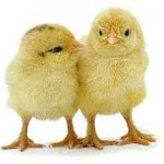 chicks