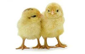 two chicks - chick delivery