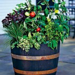 whiskey Barrel planter