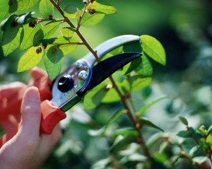 How to Prune 