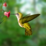 attracting-hummingbirds