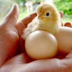 baby chicks 4