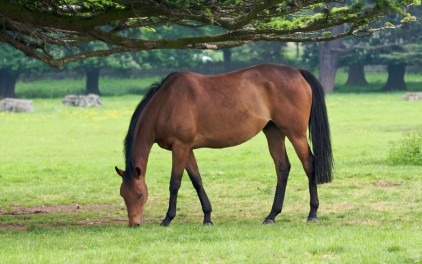 green grass for horses