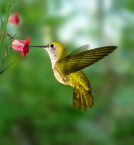 Spring Bird Feeding. Hummingbird.