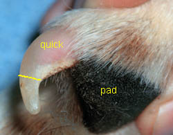 Trimming Dog Toenail