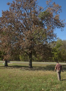 Tree Care