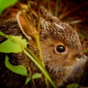 RabbitInGarden