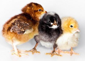 Baby Chicks