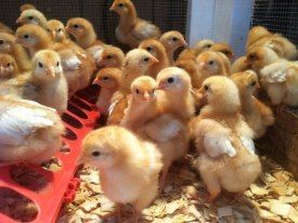 baby chickens