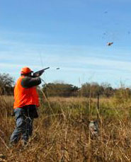 Texas Quail Hunting Dates