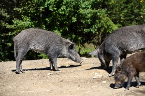 Wild boar in forest