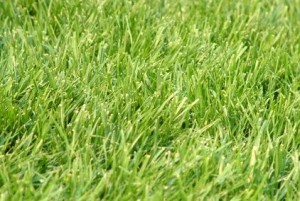 How Do You Plant Ryegrass