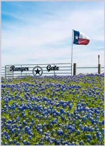 bluebonnets