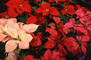 poinsettias