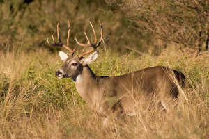 Deer Season Tips