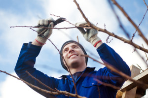 tree pruning