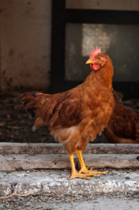 brown hen