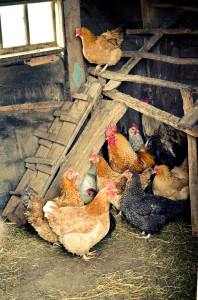 Chicken Behavioral Issues