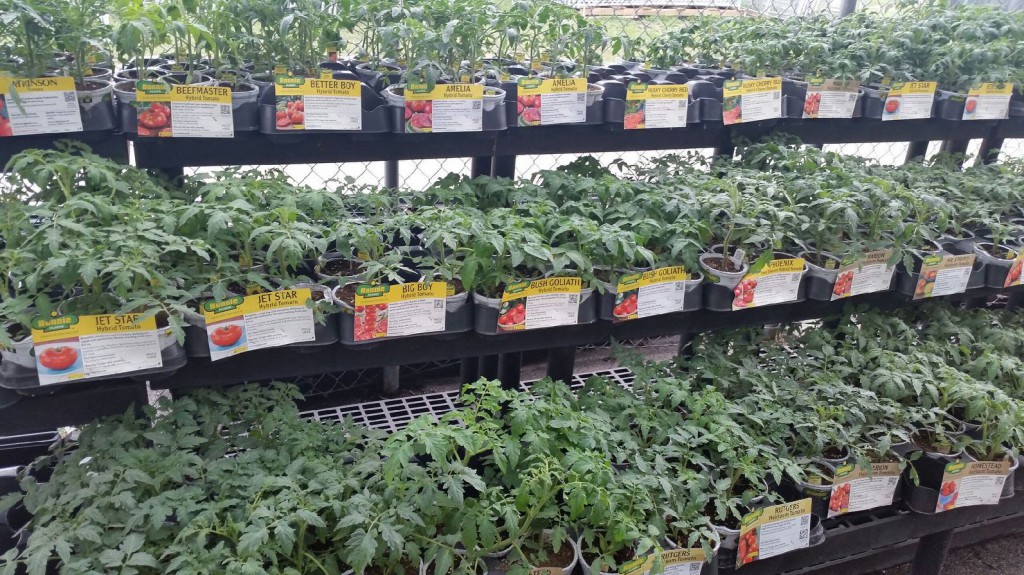 Bonnie Plants Spring Gardening New Braunfels Feed & Supply
