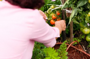 Woman harvesting tomatoes