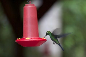 Hummingbird2_CatePhoto