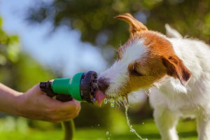 Dog Outdoor Activities