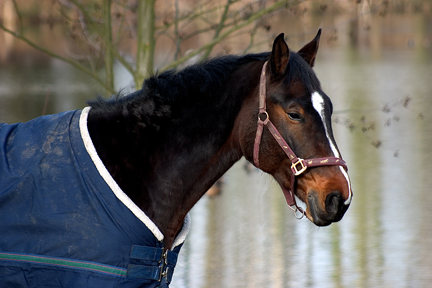 Blanketed Horses Get Enough Vitamin D