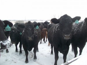 cow-calf winter