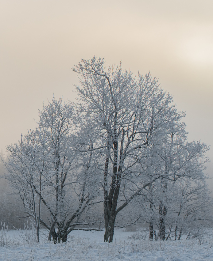 Winter Landscaping