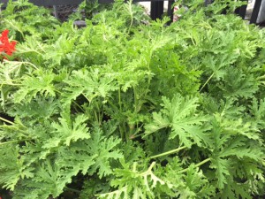 citronella plants