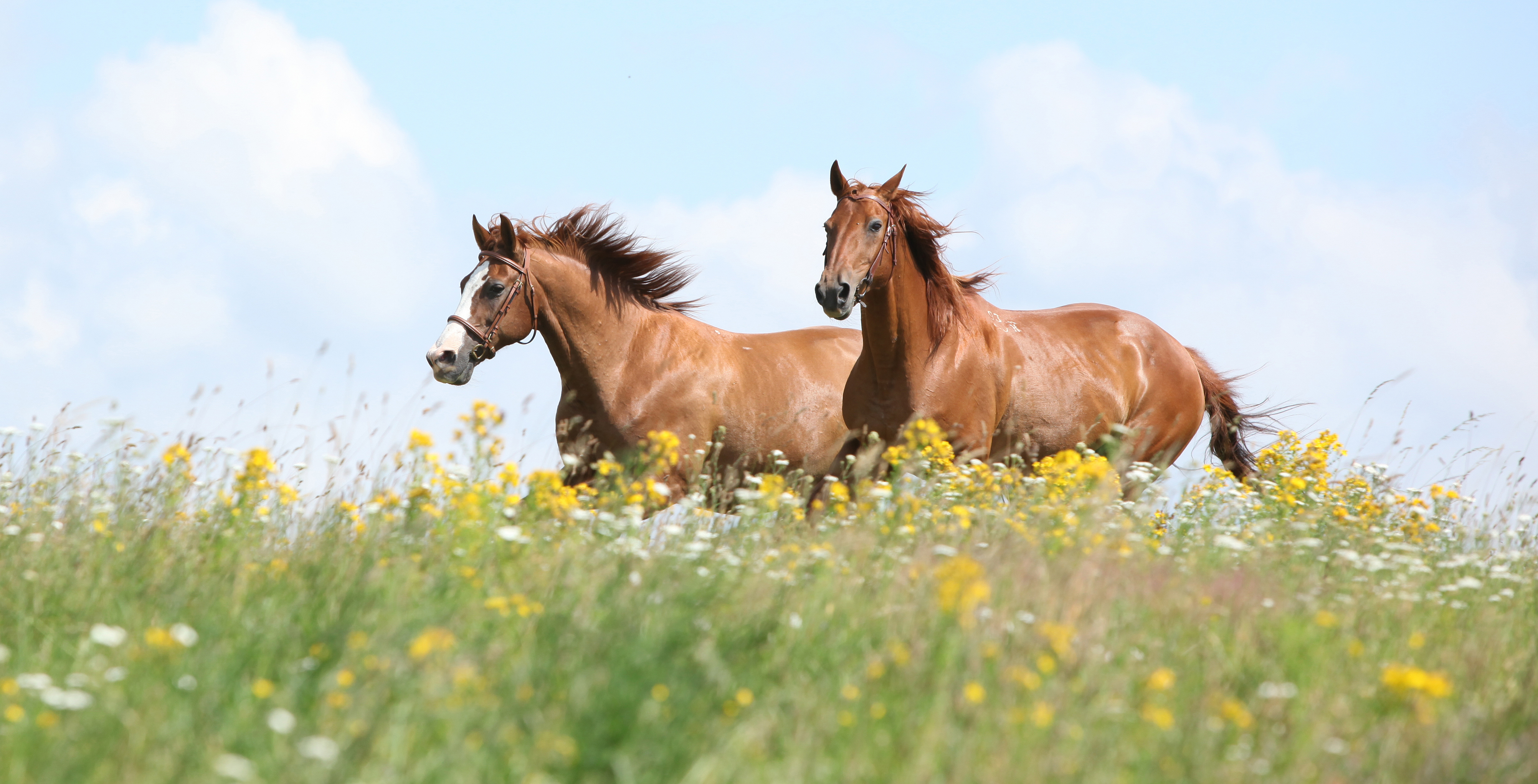 deworming horses