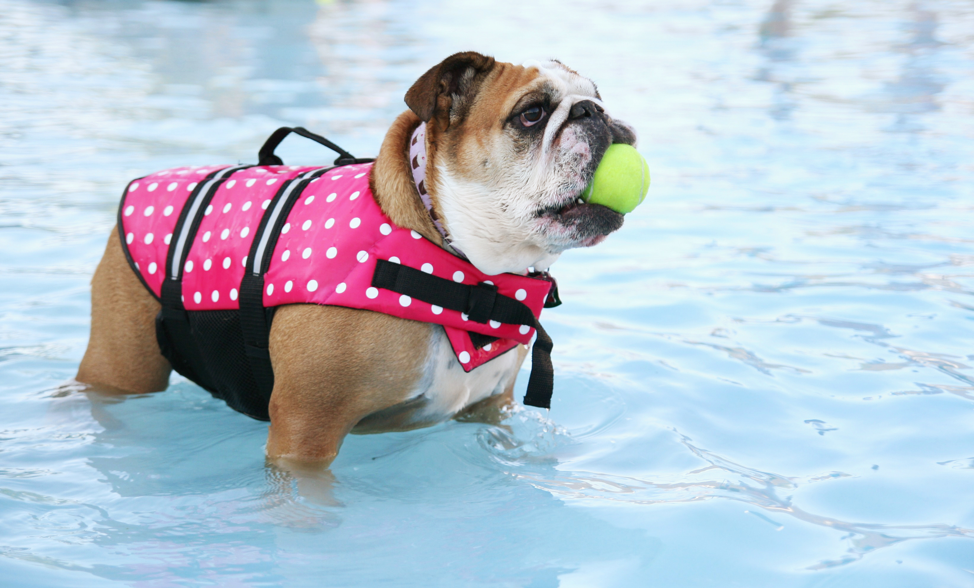 pool bulldog